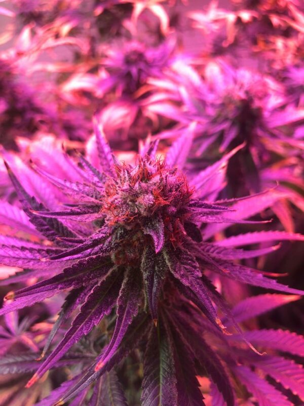 Super Lemon Haze CBD - Image 2