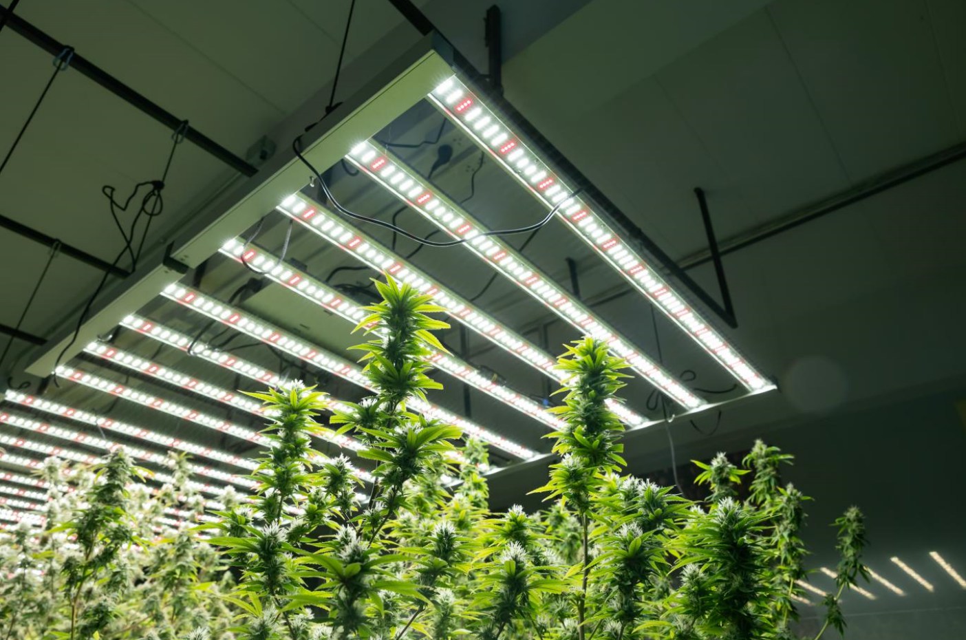 The Growth of CBD Over the Last 10 Years